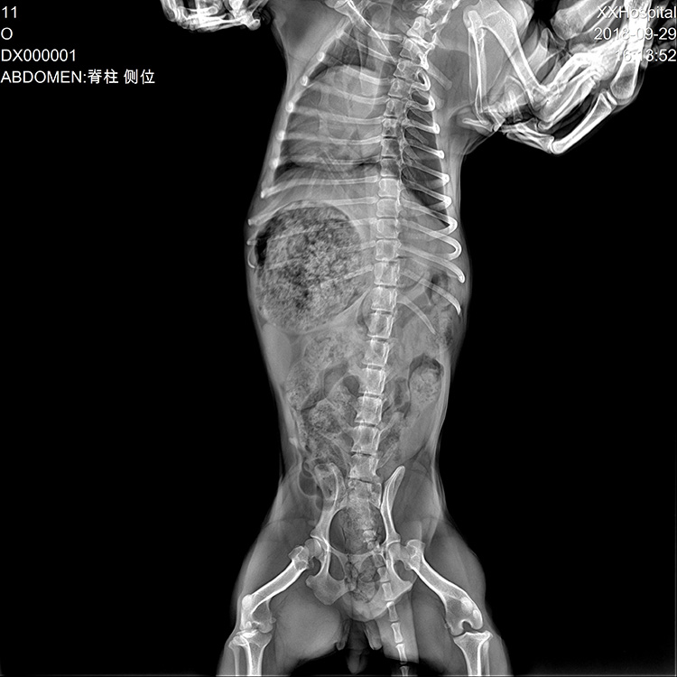 Flat Panel Detector Careray 1717 wireless - Image 11